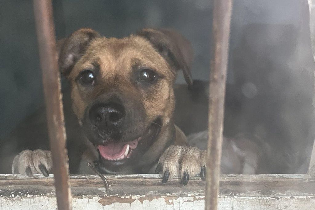 НБУ та UAnimals збиратимуть монети для допомоги постраждалим від війни тваринам