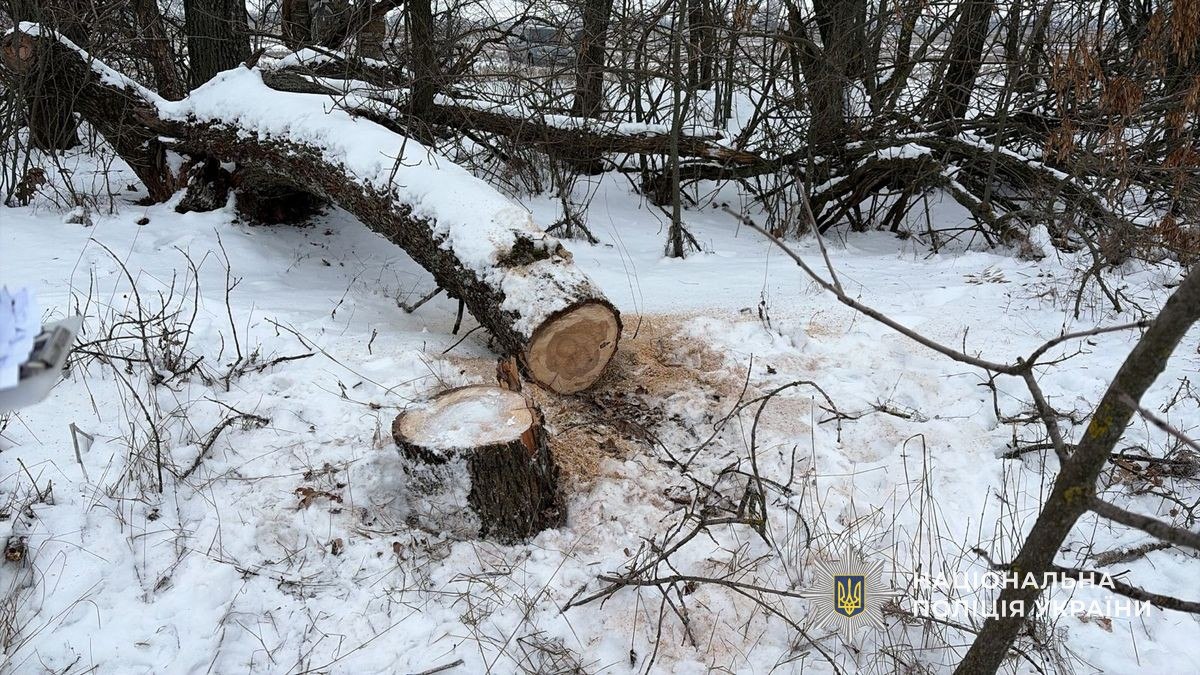 На Дніпропетровщині судитимуть групу за незаконну вирубку та збут деревини