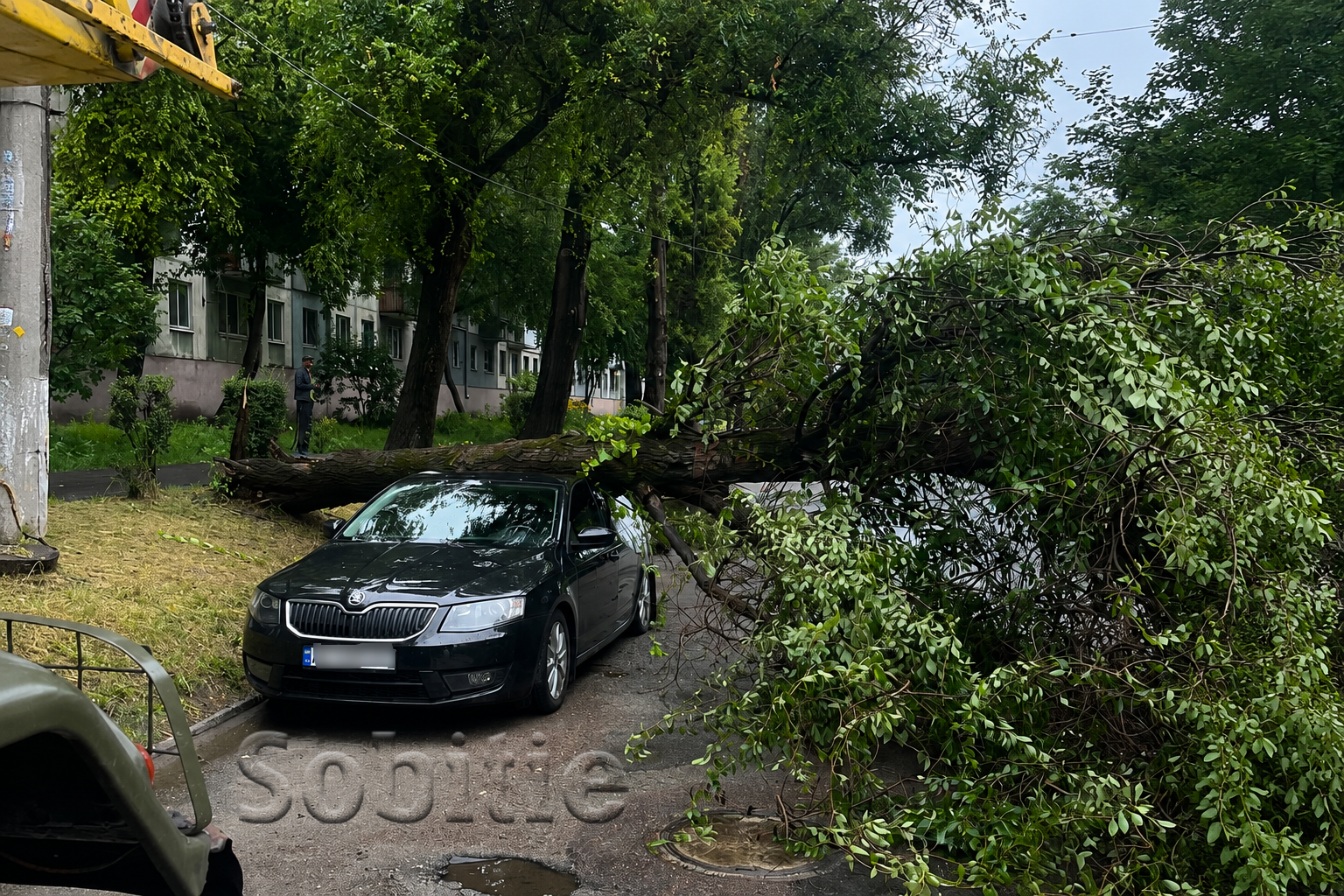 У Кам’янському під час негоди дерево впало на припаркований автомобіль